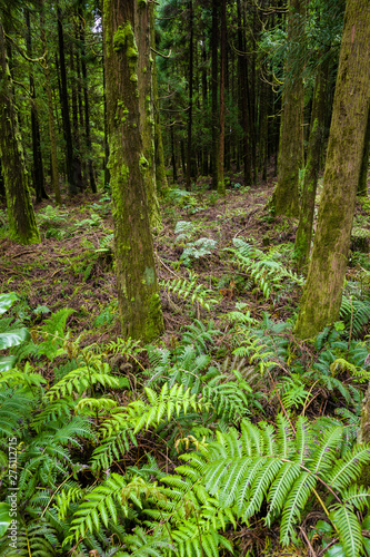 Forest around Canary's Lagoon on Sao Miguel Island, Azores archipelago