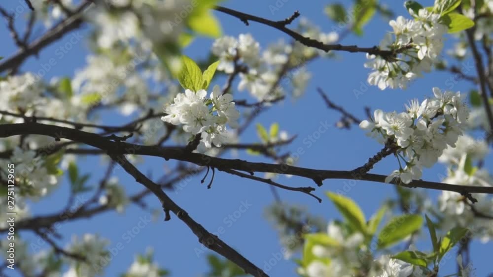 White spring blooming trees White spring blooming trees