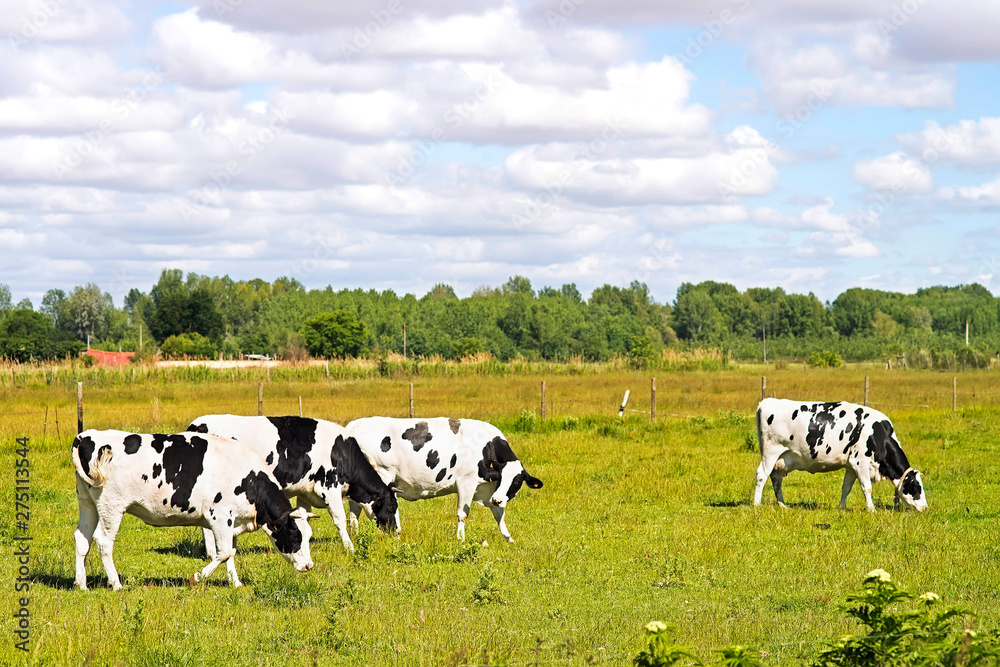 milk cow with udders grazing in green field eating herb
