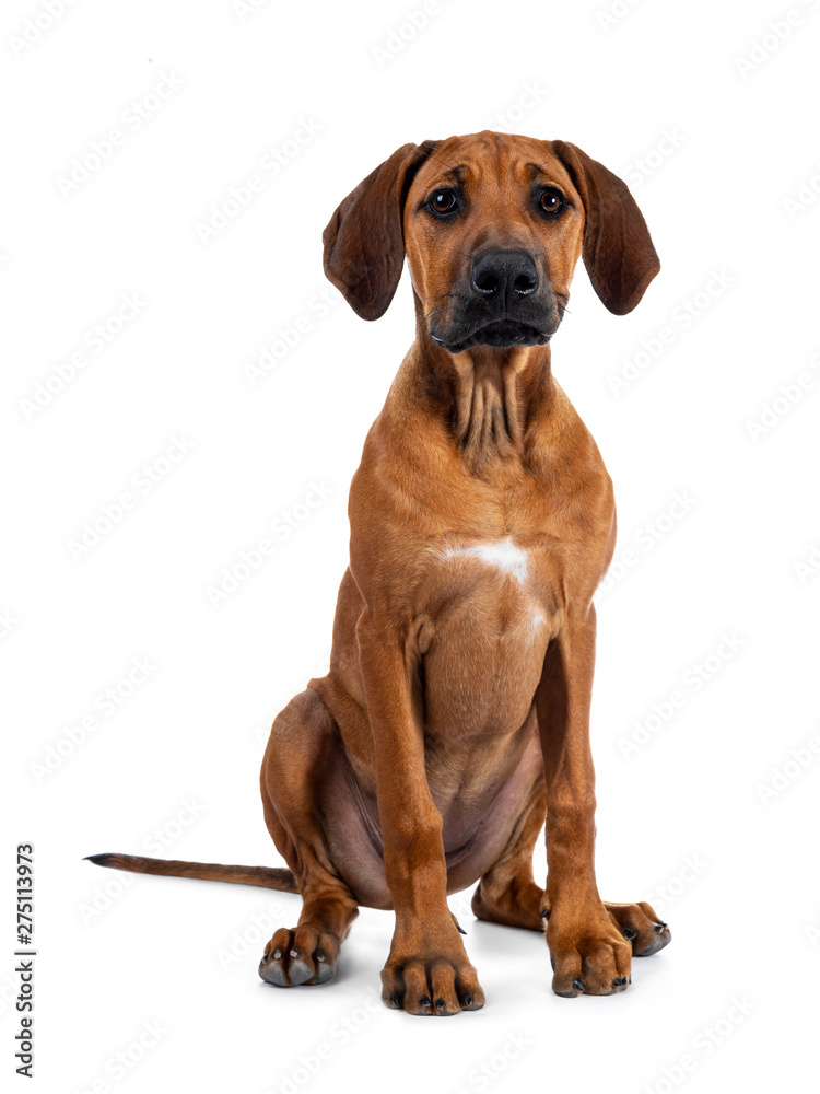 Cute weaten Rhodesian Ridgeback puppy sitting up facing front. Looking to lens with sweet eyes and inoocent face. Isolated on white background.