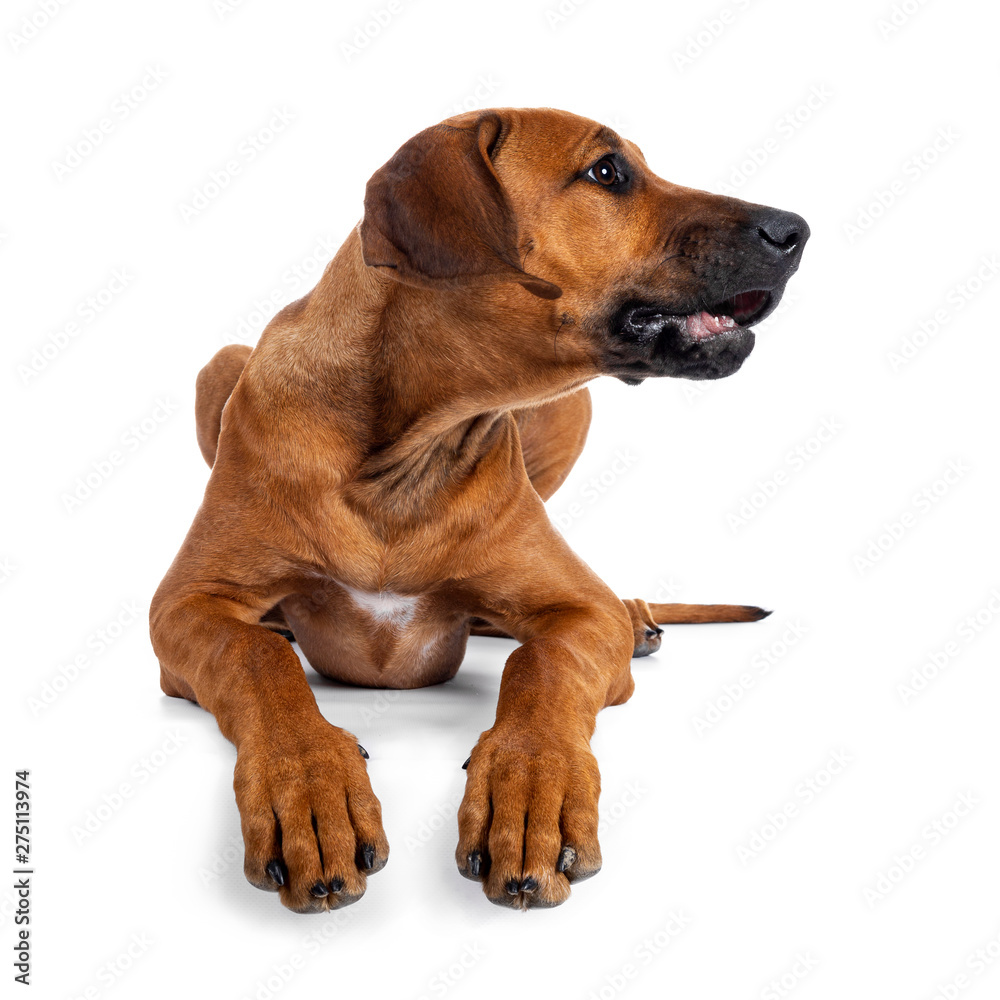 Cute weaten Rhodesian Ridgeback puppy laying down facing front. Head turned to the side showing [rofile. Isolated on white background.