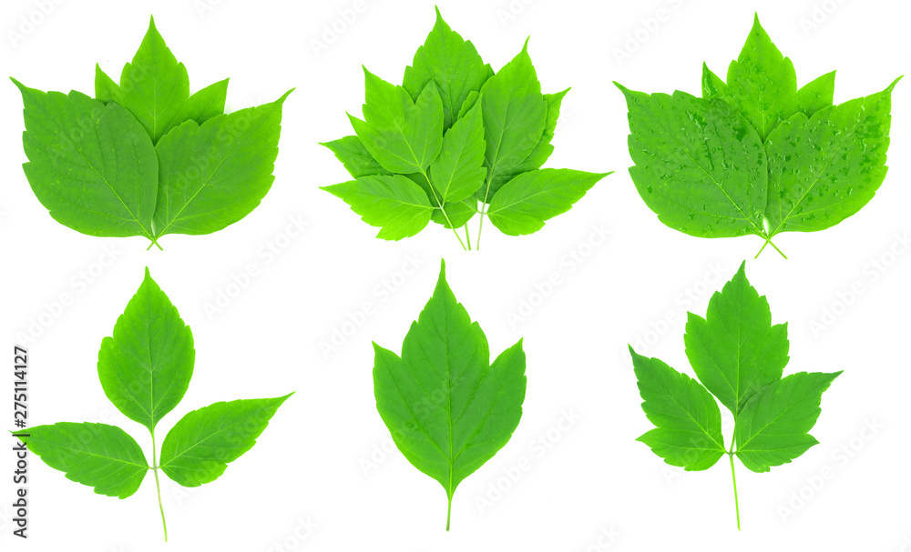 Collage of green leaves of maple and birch isolated on white background Collage of green leaves of maple and birch isolated on white background