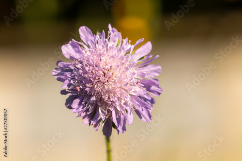 Purple field scabious (Knautia arvensis) on a medow with bees (Apis mellifica) photo