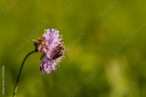 Purple field scabious (Knautia arvensis) on a medow with bees (Apis mellifica) photo