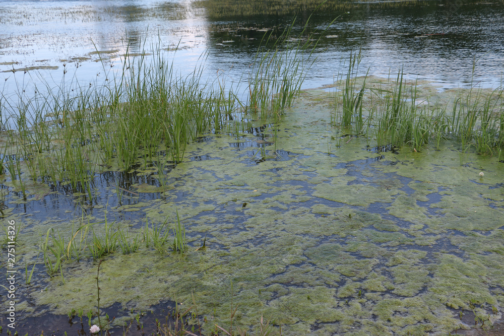 lake swamp weed overgrown on the water, shore lake swamp weed overgrown on the water, shore