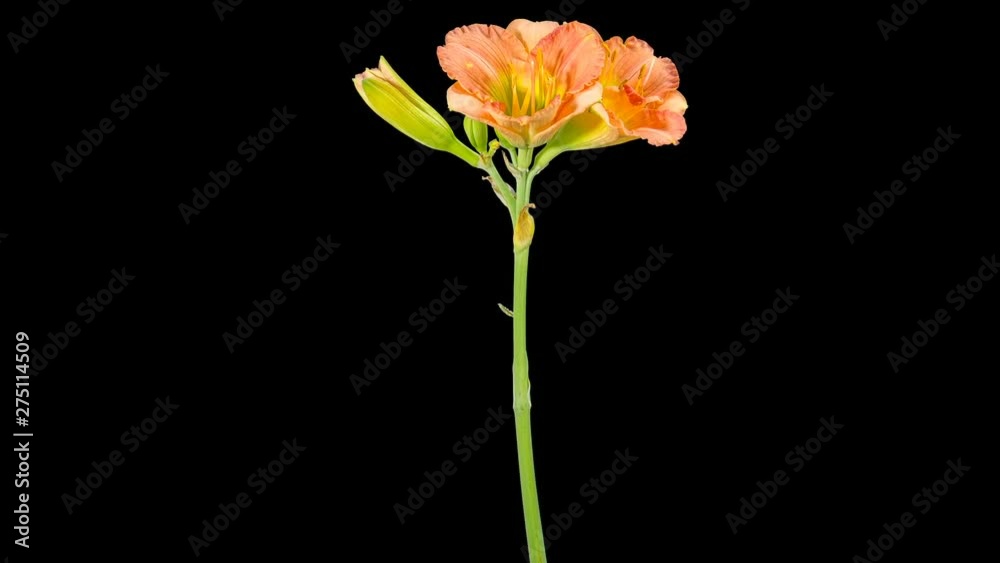 Blooming orange day-lily flower buds ALPHA matte, FULL HD. timelapse Blooming orange day-lily flower buds ALPHA matte, FULL HD. timelapse