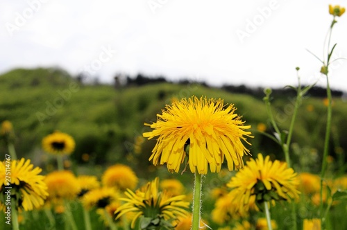 L  wenzahn Blume vor gelber Blumenwiese im Fr  hling mit gr  nem Wald im Hintergrund.