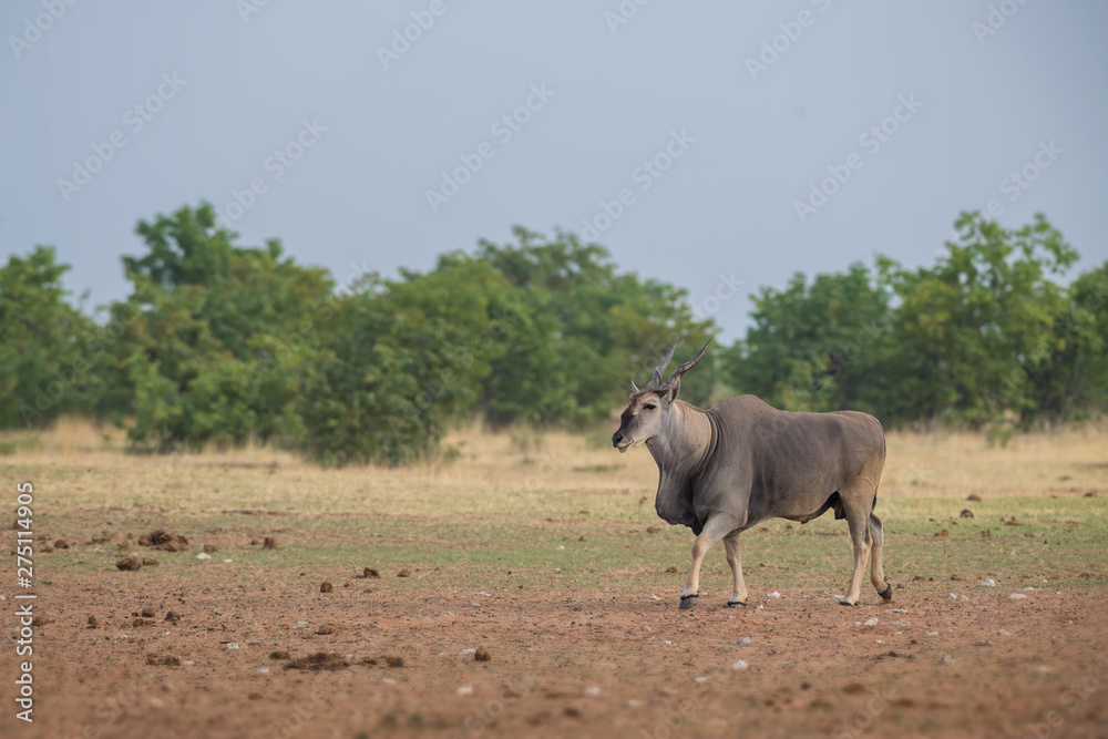Common Eland - Taurotragus oryx, large rare antelope from African bushes and savannah, Etosha National Park, Namibia. Common Eland - Taurotragus oryx, large rare antelope from African bushes and savannah, Etosha National Park, Namibia.