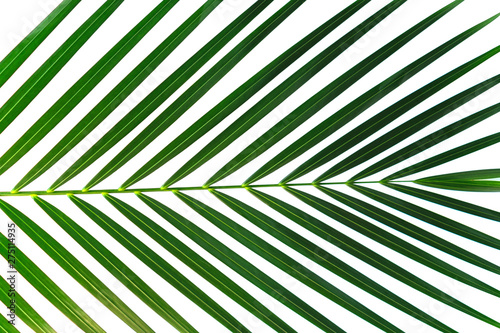 Green palm leaf branch isolated on white background.