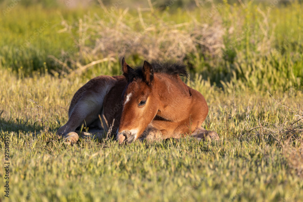 Wild horse Foal in Spring in Utah Wild horse Foal in Spring in Utah
