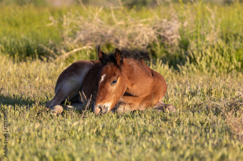 Wild horse Foal in Spring in Utah