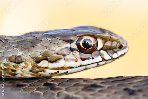 female montpellier snake in nautre