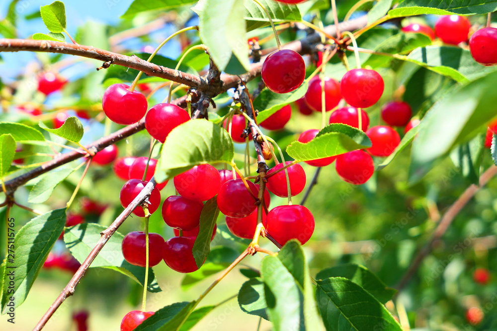 Red cherries fruits tree branch.