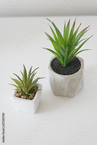 plant in pot isolated