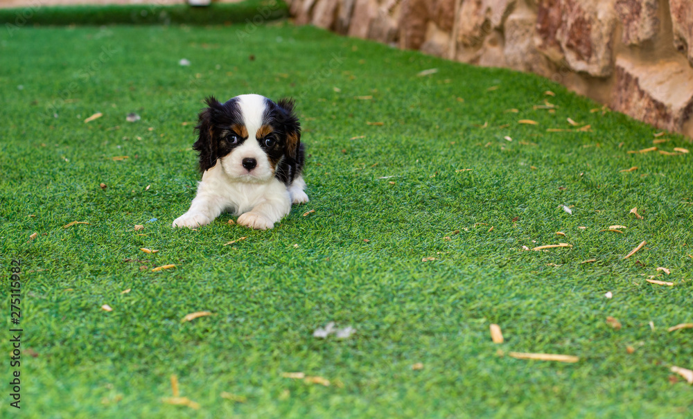 small cute King Charles Spaniel black and white puppy lay on back yard synthetic green grass ground and looking at camera, domestic pet portrait photography with empty copy space for text small cute King Charles Spaniel black and white puppy lay on back yard synthetic green grass ground and looking at camera, domestic pet portrait photography with empty copy space for text