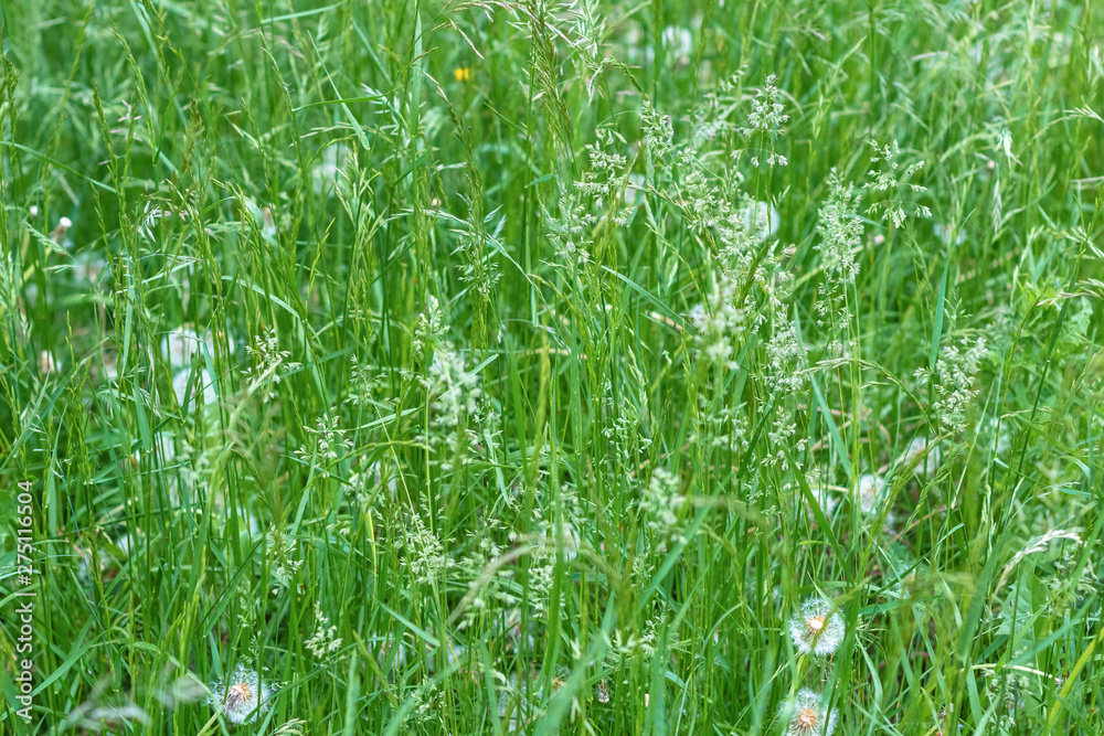 Wild grass in the park with ripened dandelions, background, selective focus