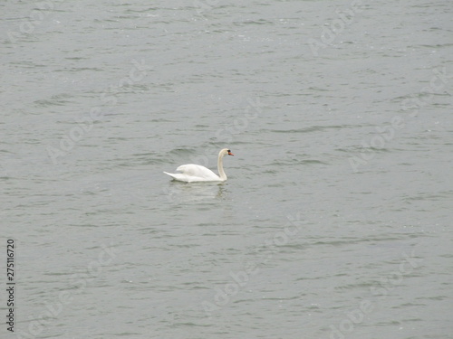 Lonely Swan near the Isle of Vilm in Germany photo