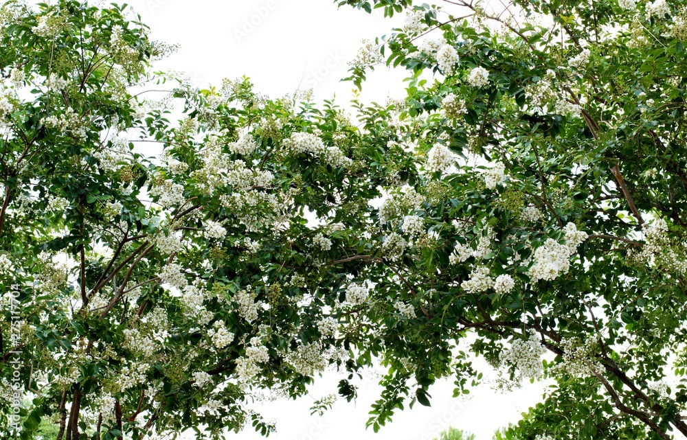 Two Crepe Myrtle tree canopies merging together in the center. Lush green leaf foliage and white blossoms are flowering for the beginning of Summer. Two Crepe Myrtle tree canopies merging together in the center. Lush green leaf foliage and white blossoms are flowering for the beginning of Summer.