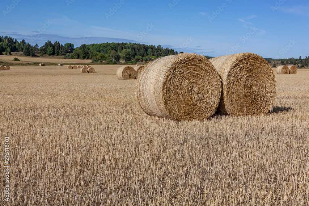 Rural landscape with hay bales on the mown field with picturesque forest on the background, Sweden