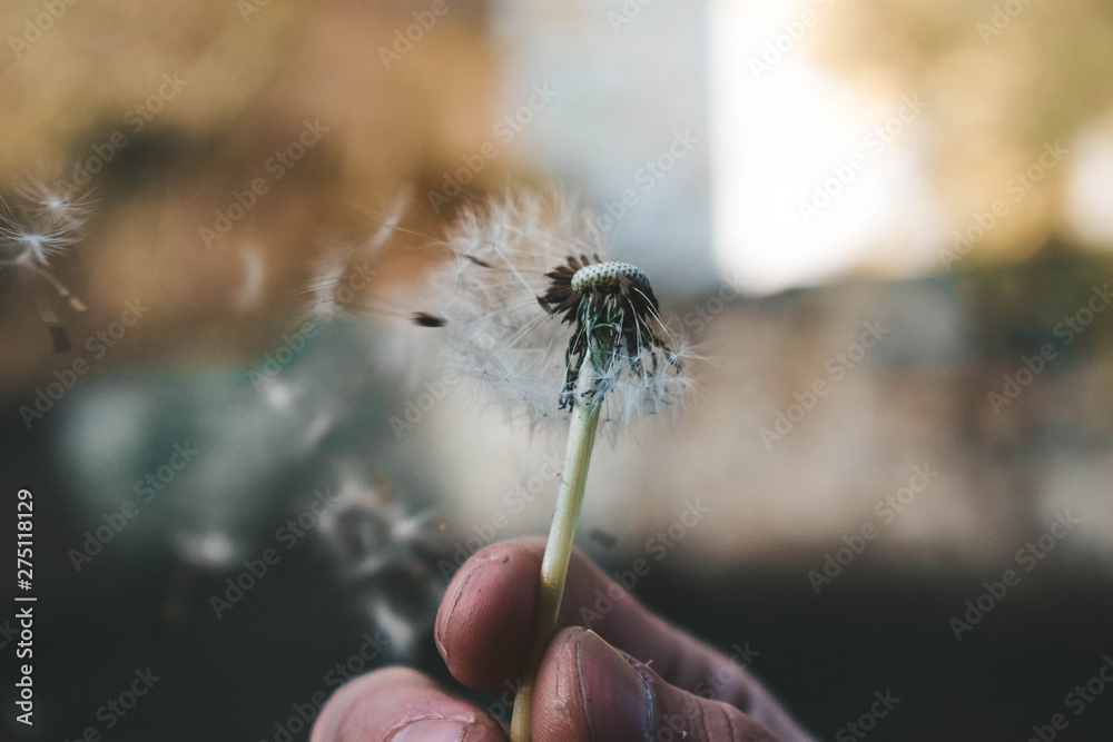 Fototapeta premium dragonfly on a branch dandelion