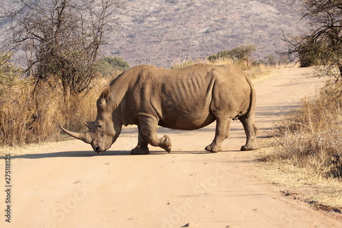 White rhino crossing the gravel road