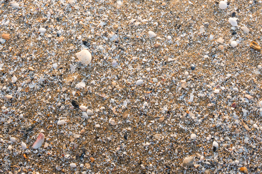 Sea shell on beach in the sunrise Sea shell on beach in the sunrise