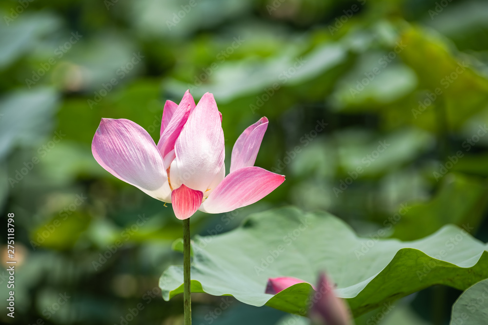 pink Lotus flower