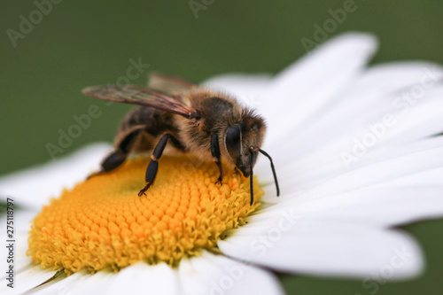 bee on white and yellow flower head 