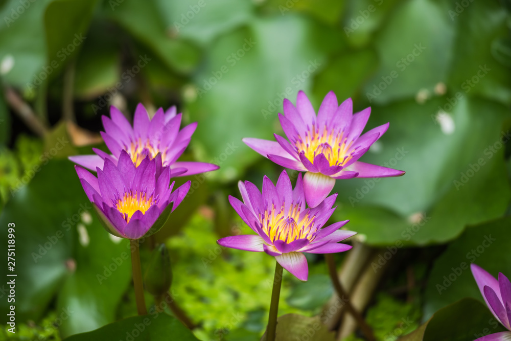 pink Lotus flower pink Lotus flower