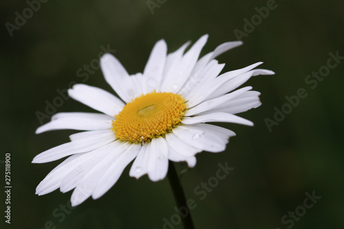 White and yellow flower head on green background
