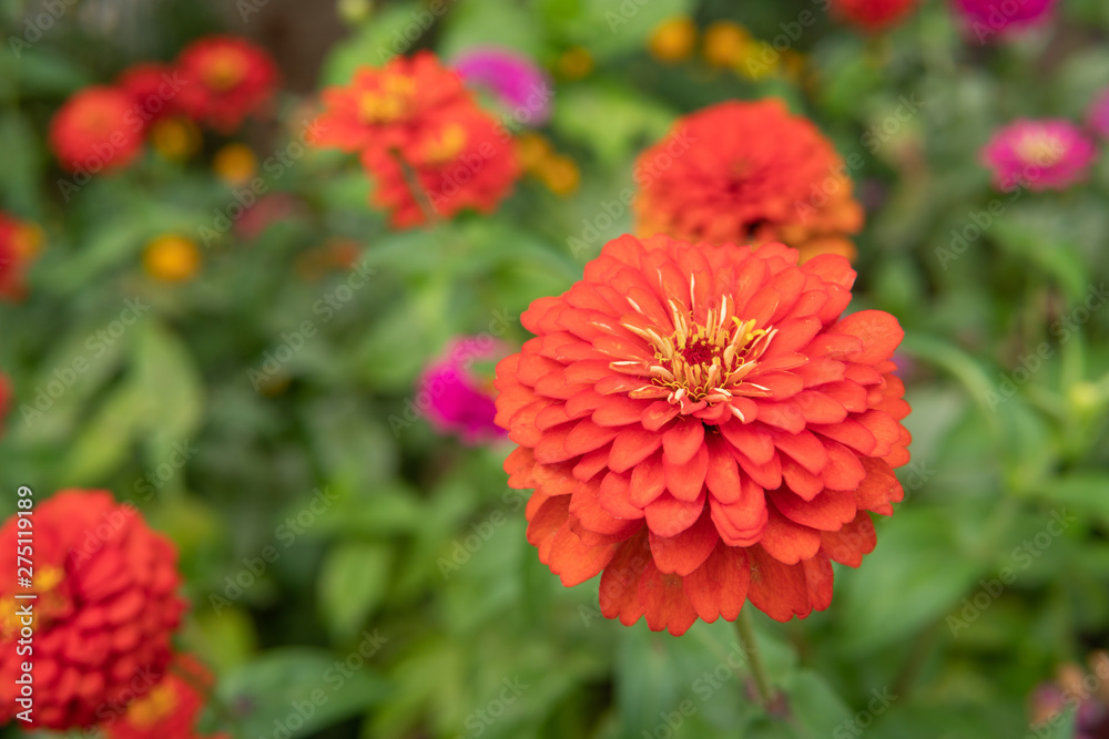 red Zinnia flower red Zinnia flower