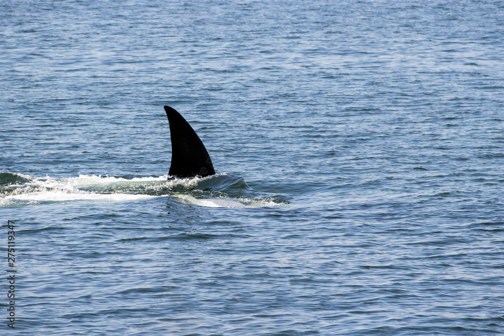 Fototapeta premium Fin of Bryde's whale in gulf of Thailand