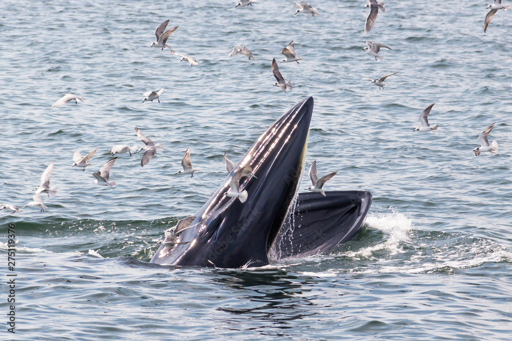 Naklejka premium Bryde's whale feeding in the Gulf of Thailand