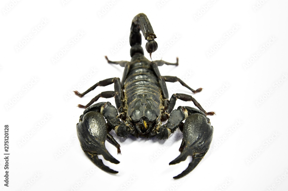 Black scorpions in thailand.The scorpion has eight legs ,Tail often carried  in a characteristic forward curve over the back, ending with a venomous  stinger.Close up the scorpion on white background. Stock Photo