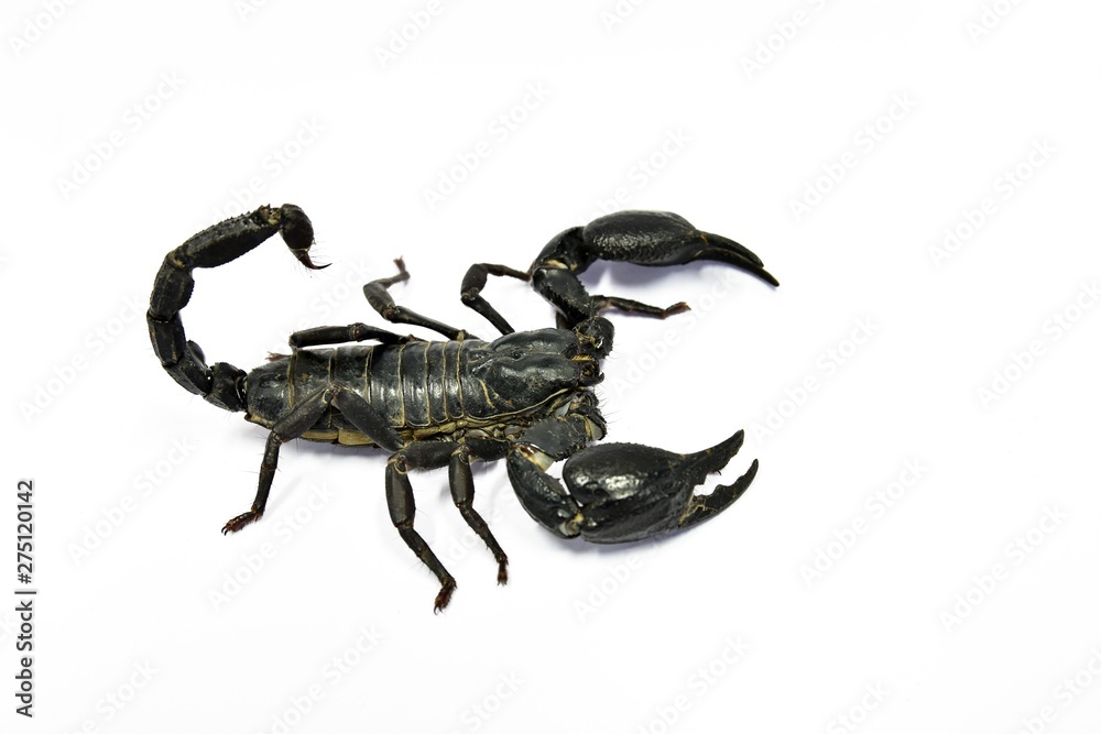 Black scorpions in thailand.The scorpion has eight legs ,Tail often carried in a characteristic forward curve over the back, ending with a venomous stinger.Close up the scorpion on white background. Black scorpions in thailand.The scorpion has eight legs ,Tail often carried in a characteristic forward curve over the back, ending with a venomous stinger.Close up the scorpion on white background.