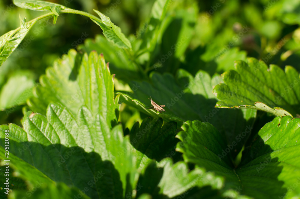 grasshopper on the strawberry leaves grasshopper on the strawberry leaves
