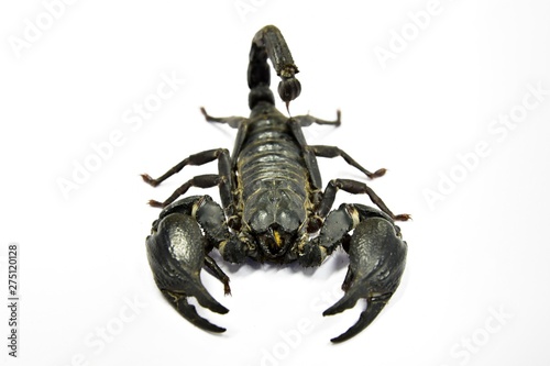 Black scorpions in thailand.The scorpion has eight legs ,Tail often carried in a characteristic forward curve over the back, ending with a venomous stinger.Close up the scorpion on white background.