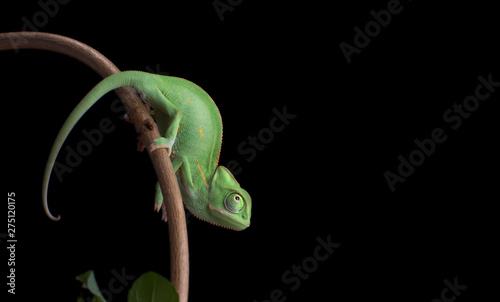Fototapeta Chameneon zielony dziecko, Chamaeleo calyptratus, siedzący na gałęzi, czarne tło