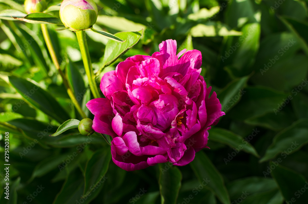 Pink beautiful flower in the garden Pink beautiful flower in the garden