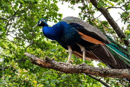 Close-up of a beautiful peacock on tree