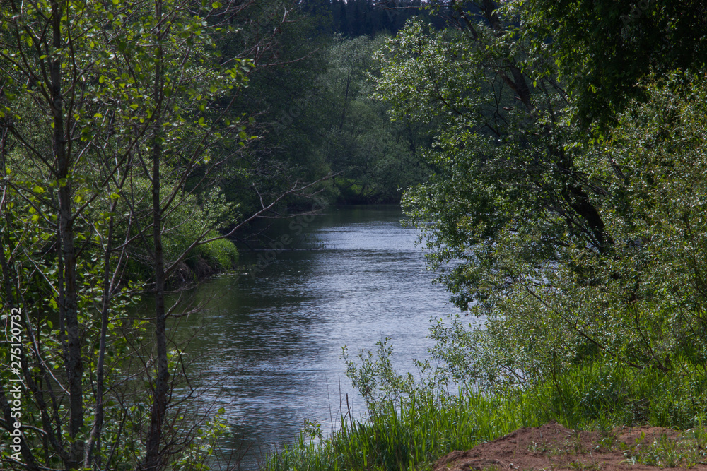 forest small river landscape in summer