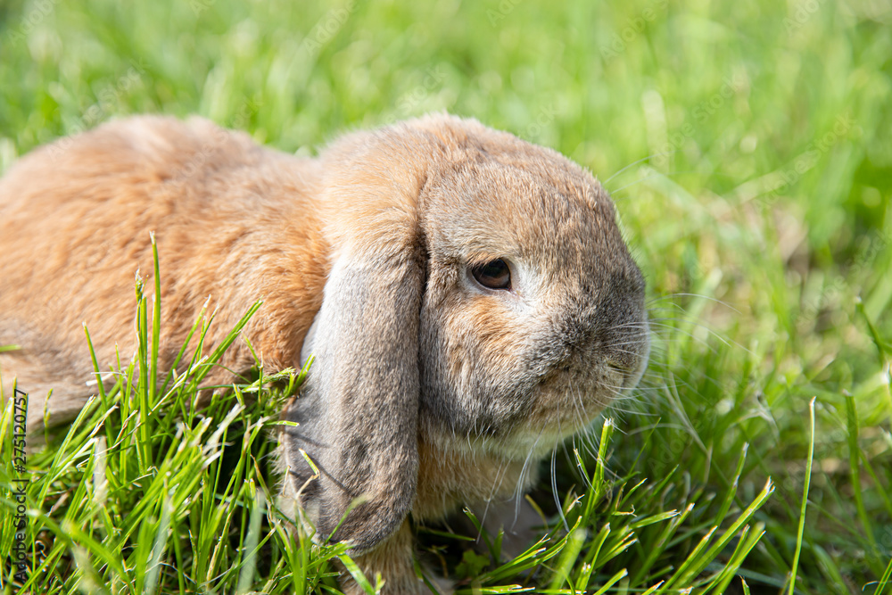 Little lop-eared rabbit sits on the lawn. Dwarf rabbit breed ram at sunset sun. Summer warm day. Little lop-eared rabbit sits on the lawn. Dwarf rabbit breed ram at sunset sun. Summer warm day.