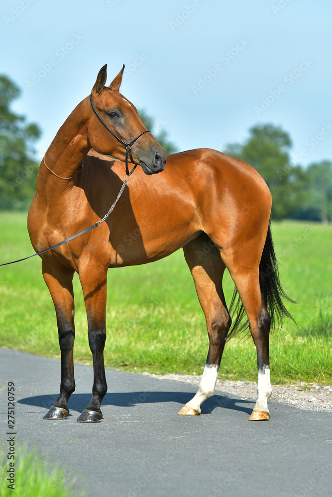 Obraz premium Koń Bay Akhal Teke stojący na drodze asfaltowej w pobliżu pola trawy w lecie.