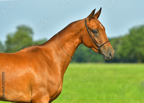 Bay Akhal Teke horse standing in the summer field. Animal portrait.