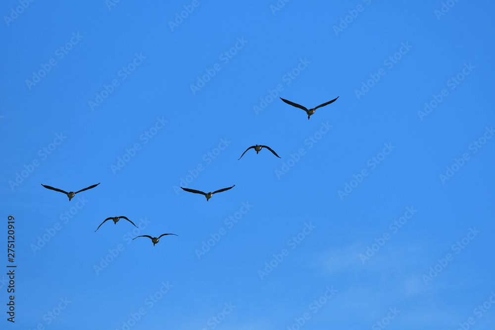 Flock of wild geese migrating in a triangle in a blue sky. Flock of wild geese migrating in a triangle in a blue sky.