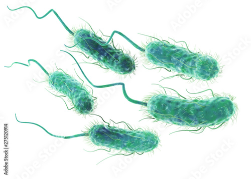 Escherichia coli bacteria (E. coli). Scientifically accurate 3D illustration
