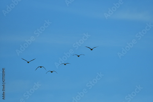 Flock of wild geese migrating in a triangle in a blue sky.