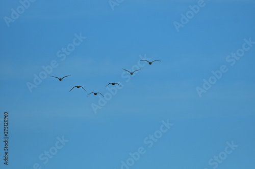 Flock of wild geese migrating in a triangle in a blue sky.