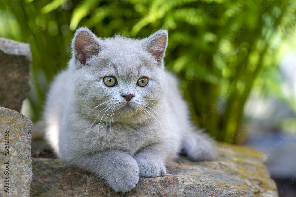 British shorthair kitten lying on a stone in the grass close-up and looking to the side.