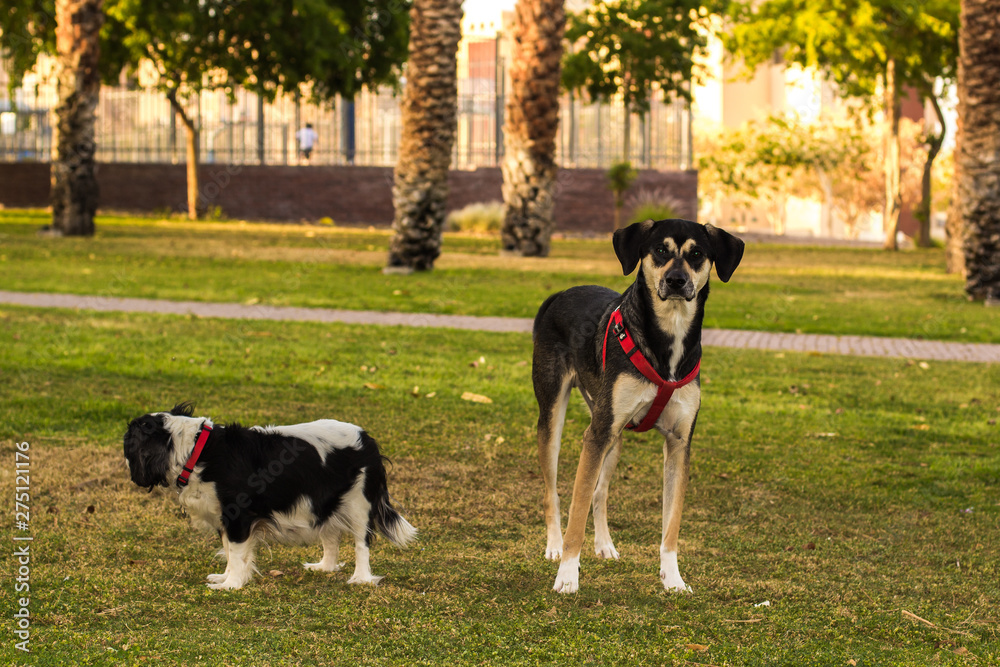 different dogs in walking time in park outdoor city square place for domestic pets different dogs in walking time in park outdoor city square place for domestic pets